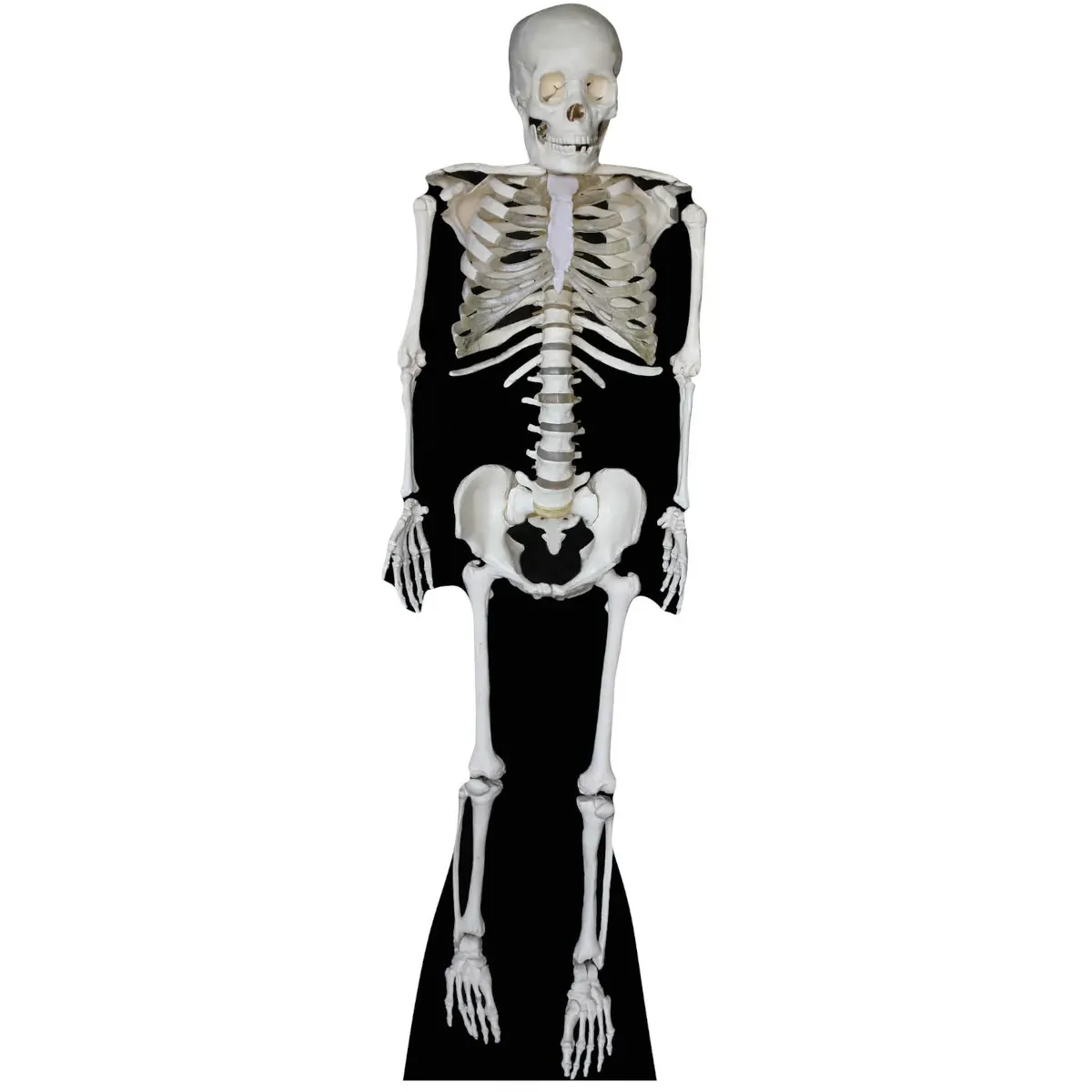 SC160 Skeleton (Halloween) Lifesize Cardboard Cutout Standee Front