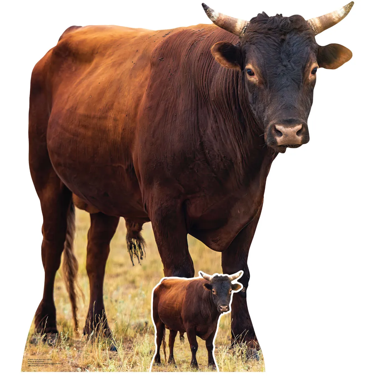 SC4436 Young Bull (Farm Animal) Large + Mini Cardboard Cutout Standee Front