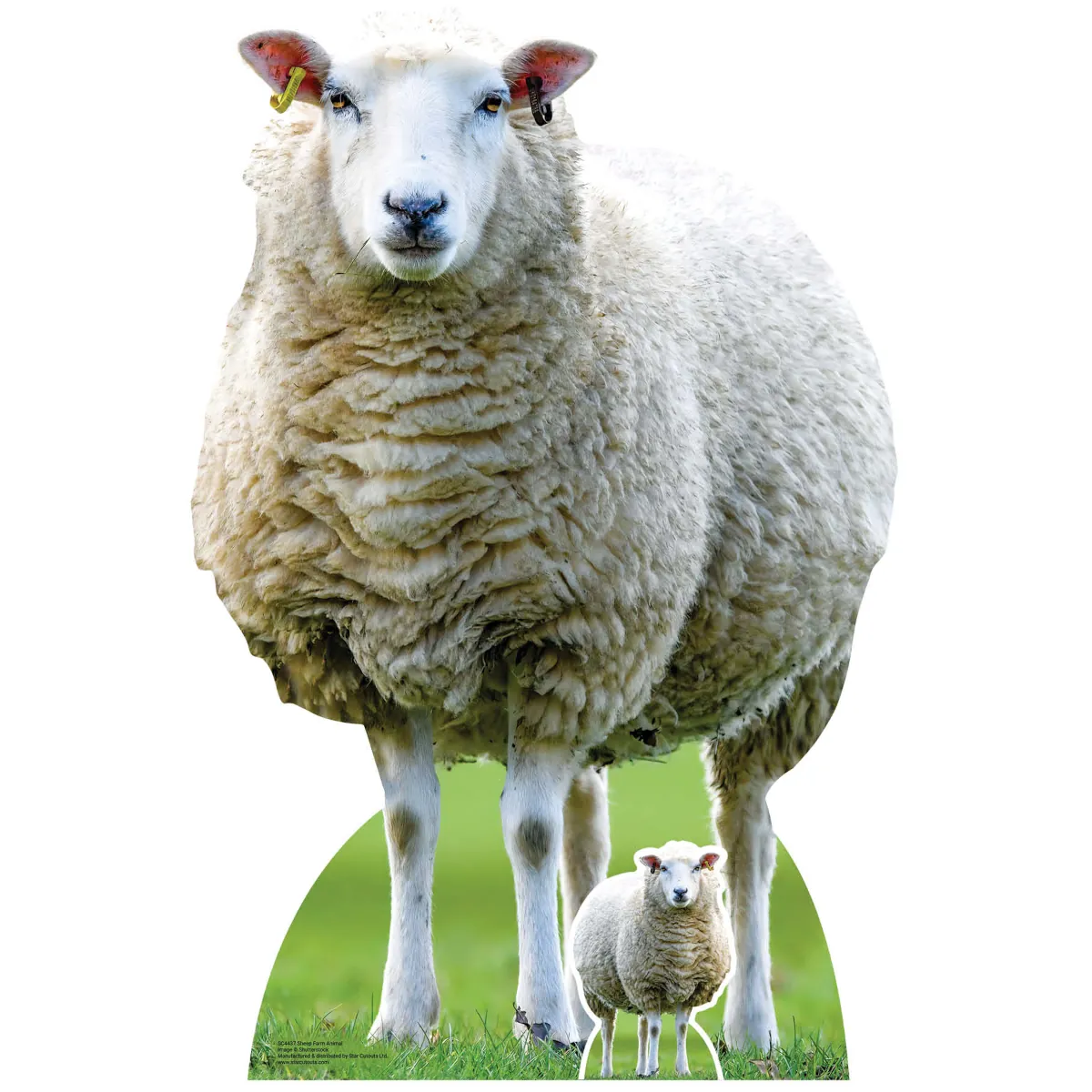 SC4437 Sheep (Farm Animal) Large + Mini Cardboard Cutout Standee Front